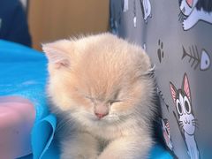 -瑞派·关忠动物医院·猫专科·犬专科(三环新城店)
