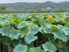 -西湖外事游船(花港观鱼码头)