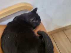 -李小姐の猫咖啡馆(五角场店)
