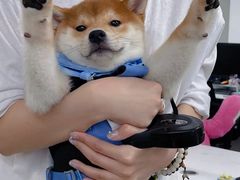 -翊宠yipet猫狗购宠庄园犬舍•猫舍