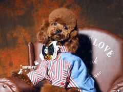 -超宠爱宠物摄影-Super pet