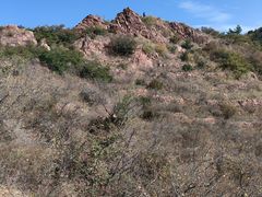 -红山国家森林公园