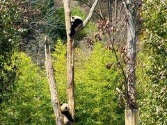 -卧龙自然保护区