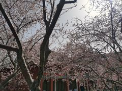 -桃花堤公园