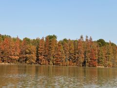 -上海海湾国家森林公园