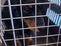 -瑞派福兴宠物医院犬猫全科·骨科·中西医结合(河东店)