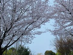 -贡湖湾湿地公园