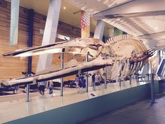 -墨尔本博物馆(Melbourne Museum)