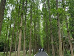 -东平国家森林公园