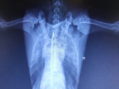 -雨林宠物医院 非犬猫异宠专科