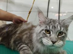 -酷狗靓猫宠物·洗护·美容·寄养(航北路店)