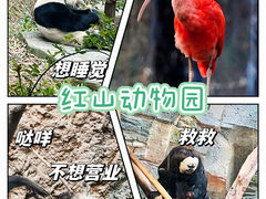 -红山森林动物园