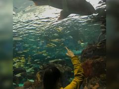-瑞普利水族馆