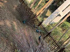 -西双版纳原始森林公园