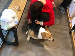 -PETKIT小佩宠物(古北店)