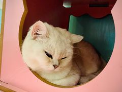 -猫小院猫主题餐厅(三里屯店)