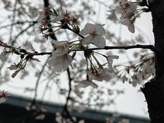 -鸡鸣寺