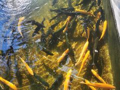 -北京龙庆四季香农家饭庄·灶台鱼·碳烤虹鳟鱼(龙庆峡店)