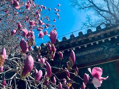 -潭柘寺景区