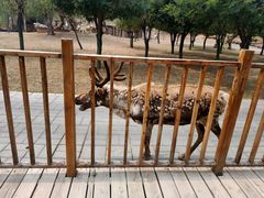 -北京鹿世界主题园