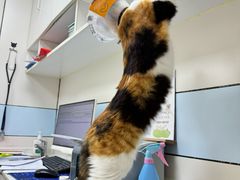 -中农国际动物医院24小时·猫科·骨科·急重症中心