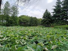 -金银湖国家城市湿地公园
