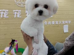 -天宠宠物医院24小时·急重症诊疗中心·全科·腔镜特色(和平分院)