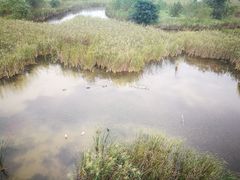 -盐城丹顶鹤湿地生态旅游区