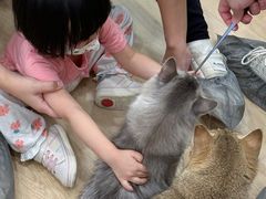 -有喵·猫咖·狗咖·30几只猫10只小狗(岗厦店)