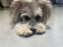 -琪喵猫屋·撸猫猫咖·猫舍