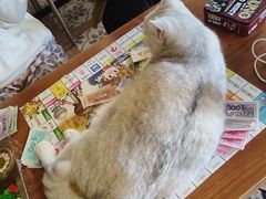 -猫猫幼稚园·撸猫·桌游·电玩