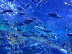 -珠海长隆海洋王国