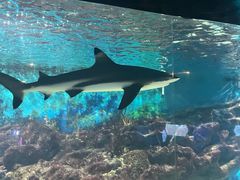 -海合安武汉极地海洋公园