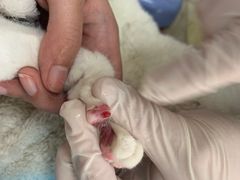 -艾贝尔宠物诊疗