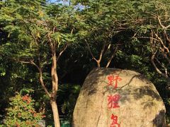 -野狸岛