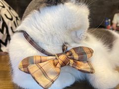 -猫猫幼稚园·撸猫·桌游·电玩