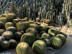 -深圳仙湖植物园