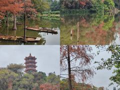 -深圳市中科院仙湖植物园
