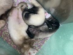 -藦茜花园宠物主题亲子互动体验馆(国顺东路店)