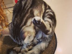 -平行世界·猫咖(首经贸店)
