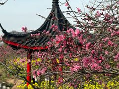 -南汇桃花村