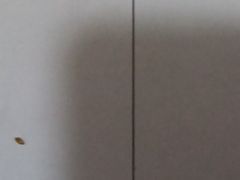 -北京观赏动物医院·24小时大型综合·猫专科·异宠专科