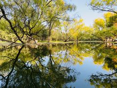 -上海共青森林公园