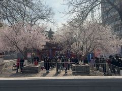 -桃花堤公园