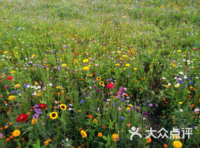 通濟花海21