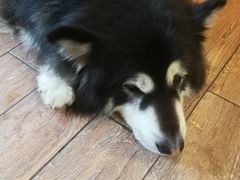 -more than meow吴止猫主题餐厅(承德 中船汇店)