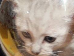 -pd派德宠物中心医院24H急重症·眼科中心·血液透析中心(嵩山北路店)