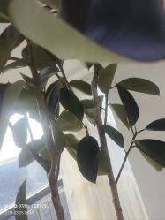 -HEYAN荷妍专业脱毛连锁机构