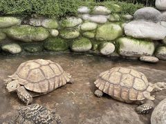 -南宫五洲植物乐园