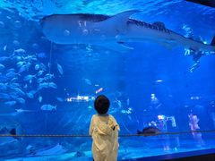 -烟台海昌鲸鲨海洋公园